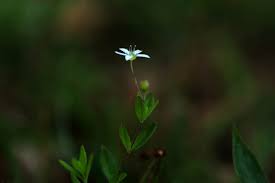 Attēlu rezultāti vaicājumam “Moehringia lateriflora flower”