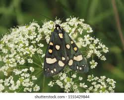 Attēlu rezultāti vaicājumam “Callimorpha dominula imago”