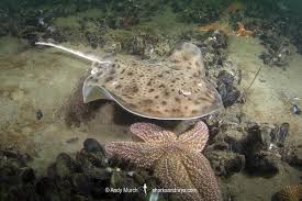 Image result for Leucoraja