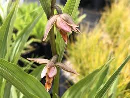 Attēlu rezultāti vaicājumam “Epirranthis diversata upperside”
