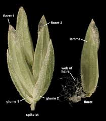Attēlu rezultāti vaicājumam “Poa trivialis”