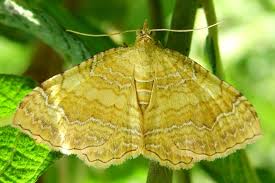 Attēlu rezultāti vaicājumam “Camptogramma bilineata”