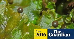 Attēlu rezultāti vaicājumam “Pellia epiphylla”