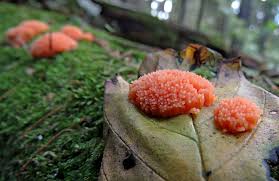 Attēlu rezultāti vaicājumam “Hemitrichia chrysospora young”