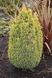 Attēlu rezultāti vaicājumam “Chamaecyparis lawsoniana”