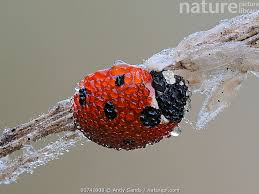 Attēlu rezultāti vaicājumam “Coccinella septempunctata”