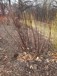 Attēlu rezultāti vaicājumam “Salix daphnoides subsp. acutifolia bud”