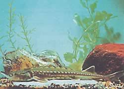 Image result for Acipenser medirostris