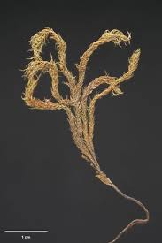 Attēlu rezultāti vaicājumam “Philonotis”