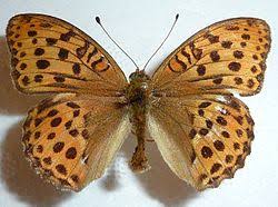 Attēlu rezultāti vaicājumam “Argynnis laodice male”