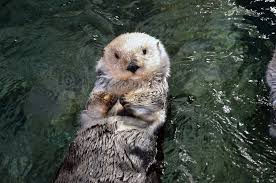 Image result for Worthing Otters