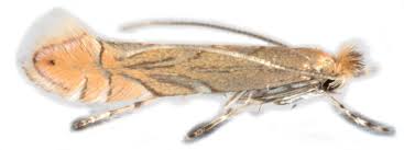 Attēlu rezultāti vaicājumam “Phyllonorycter sp.”