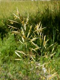 Attēlu rezultāti vaicājumam “Bromopsis inermis fruit”