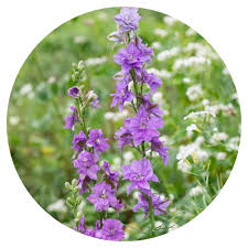 Image result for Delphinium consolida