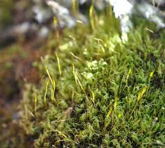 Attēlu rezultāti vaicājumam “Dicranella staphylina macro”