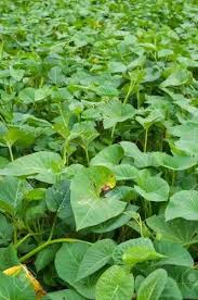 Attēlu rezultāti vaicājumam “Rorippa amphibia leaf”