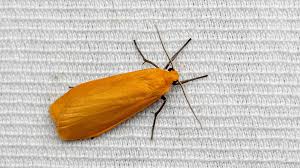 Attēlu rezultāti vaicājumam “Eilema sororcula”