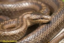 Attēlu rezultāti vaicājumam “Coronella austriaca adult”