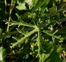 Attēlu rezultāti vaicājumam “Malva moschata leaf”