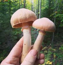 Attēlu rezultāti vaicājumam “Rozites caperata”