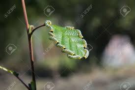 Attēlu rezultāti vaicājumam “Diloba caeruleocephala larva”