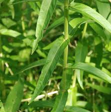 Attēlu rezultāti vaicājumam “Hemitrichia leiotricha stalked”