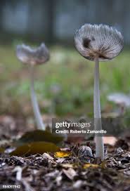 Attēlu rezultāti vaicājumam “Coprinus sp.”