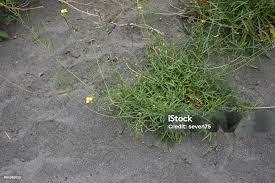 Attēlu rezultāti vaicājumam “Diplotaxis tenuifolia fruit”