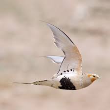 Image result for Syrrhaptes paradoxus