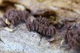 Attēlu rezultāti vaicājumam “Didymium tussilaginis”