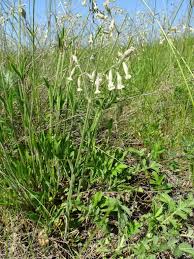 Attēlu rezultāti vaicājumam “Silene nutans”