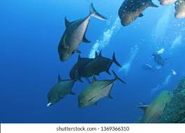 Image result for Caranx lugubris