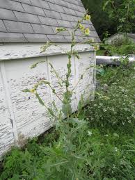 Attēlu rezultāti vaicājumam “Lactuca serriola”