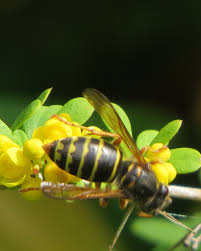 Attēlu rezultāti vaicājumam “Dolichovespula media”