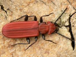 Attēlu rezultāti vaicājumam “Cucujus cinnaberinus”