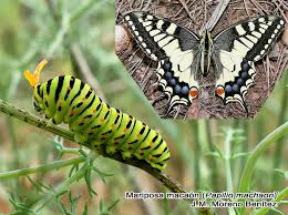 Attēlu rezultāti vaicājumam “Papilio machaon larva”