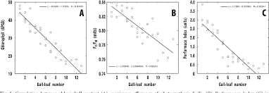 Attēlu rezultāti vaicājumam “Rhabdophaga rosaria”