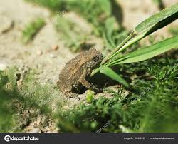 Attēlu rezultāti vaicājumam “Bufo bufo juvenile”