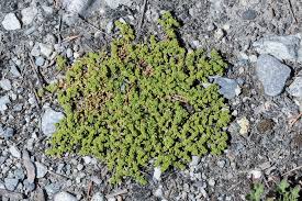 Attēlu rezultāti vaicājumam “Herniaria glabra”