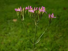 Image result for Centaurium erythraea