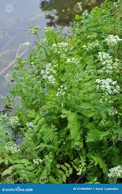 Attēlu rezultāti vaicājumam “Berula erecta”