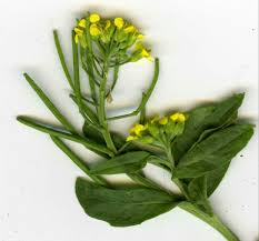 Attēlu rezultāti vaicājumam “Erysimum cheiranthoides flower”