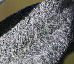 Attēlu rezultāti vaicājumam “Salix lapponum leaf”