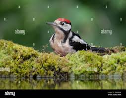 Attēlu rezultāti vaicājumam “Dendrocopos major juvenile”
