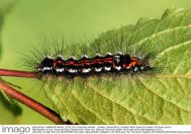 Attēlu rezultāti vaicājumam “Euproctis similis imago”