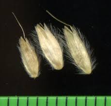 Attēlu rezultāti vaicājumam “Alopecurus pratensis fruit”