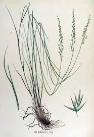 Attēlu rezultāti vaicājumam “Poa nemoralis”