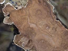 Attēlu rezultāti vaicājumam “Hymenochaete tabacina”