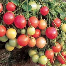 Attēlu rezultāti vaicājumam “Lycopersicon esculentum”