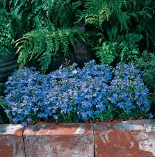 Image result for Lobelia erinus